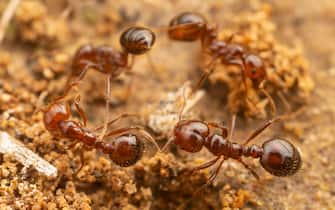 Red Imported Fire Ants (Solenopsis invicta)