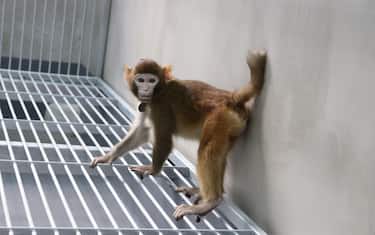 Si chiama ReTro (dove 'Re' sta per rhesus e 'Tro' per trofoblasto, la struttura embrionale che dà origine alla placenta), è il primo clone di una scimmia, un macaco rhesus vissuto per oltre due anni in buona salute, e in quanto tale apre le porte alla clonazione dei primati, 16 gennaio 2024. ANSA