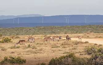 Kudus are seen in Addo Elephant National Park on April 4, 2023 as wind turbines from the Grassridge Wind Farm are seen in the backgroud. - Plans to build new wind farms next to a South African national park have riled wildlife activists who worry the turbines will ruin the landscape and impact elephants.
More than 200 turbines are slated to be erected in the vicinity of the Addo Elephant National Park, in the country's south, after the Environment Ministry dismissed a legal bid to block the project last year. (Photo by Michele Spatari / AFP) (Photo by MICHELE SPATARI/AFP via Getty Images)