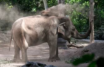 Un elefante asiatico si rinfresca nella piscina dello zoo BioParco di Roma, Italia, 19 luglio 2023.
An Asian elephant refreshes in the BioParco zoo pool in Rome, Italy, 19 July 2023. ANSA/RICCARDO ANTIMIANI