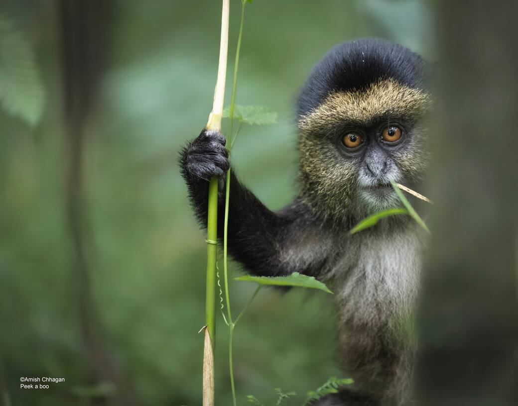 animali esilaranti