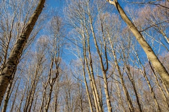 Una foresta di faggi, a Campo Felice, Italia. Sui monti dell'Appennino abruzzese. Gli alberi spogli in inverno, il cielo azzurro e terso.