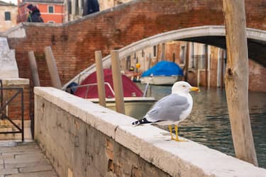 Seagull in front of the boats of Venetian canal and the brick bridge