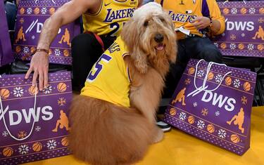 LOS ANGELES, CALIFORNIA - DECEMBER 18: Brodie The Goldendoodle attends a basketball game between the Los Angeles Lakers and the New York Knicks at Crypto.com Arena on December 18, 2023 in Los Angeles, California. NOTE TO USER: User expressly acknowledges and agrees that, by downloading and or using this photograph, User is consenting to the terms and conditions of the Getty Images License Agreement. (Photo by Allen Berezovsky/Getty Images)