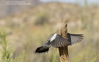 The Comedy Wildlife Photography Awards 2023
Wendy Kaveney
Buckeye
United States

Title: "That wasn't here yesterday!!"
Description: A white-winged dove appearing to fly head-on into a cholla cactus skeleton.
Animal: White-winged Dove
Location of shot: Buckeye, Arizona, USA