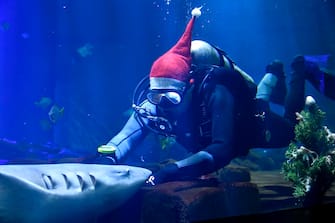 epa11042363 A diver wearing a Santa hat feeds a tawny nurse shark during the Animals' Christmas event at the Budapest Zoo, in Budapest, Hungary, 23 December 2023.  EPA/PETER LAKATOS HUNGARY OUT