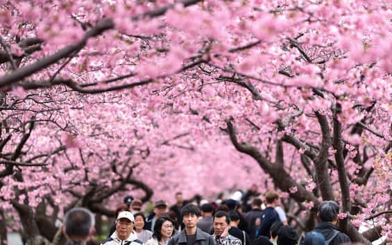 FIORITURA CILIEGI GIAPPONE 2025 GUIDA HANAMI visual data 7