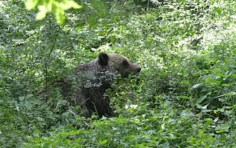 Orso bruno marsicano. PARCO NAZIONALE D'ABRUZZO