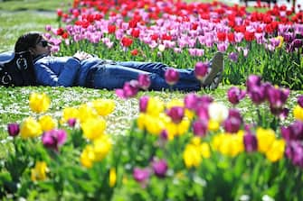 Una ragazza prende il sole immersa nei tulipani, Firenze, 2 aprile  2015. 
ANSA/MAURIZIO DEGL INNOCENTI
