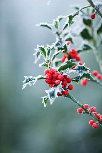 highfield hollies, hampshire - frosted leaves and red berries of the holly - ilex aquifolium 'alaska'
