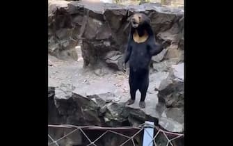 L'orso solare malese nello zoo di Hangzhou