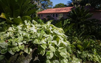 epa09371071 A view of plants in the Roberto Burle Marx Site Gardens in Rio de Janeiro, Brazil, 26 July 2021 (issued 27 July 2021). The Burle Marx Site, the Brazilian botanical garden that has one of the largest collections of tropical and subtropical plants in the world, is said to be ready to meet the curiosity that it will generate globally after being recognized on 27 July as a new Unesco World Heritage Site. The 23rd World Heritage Site of Brazil is a country house on the outskirts of Rio de Janeiro, with an area of 405,325 square meters, which the renowned Brazilian landscaper Roberto Burle Marx (1909-1994) bought in 1949 and turned into his garden private botanist and in a 'laboratory' of experiences in landscaping that served as the cradle of the modern tropical garden.  EPA/Andre Coelho