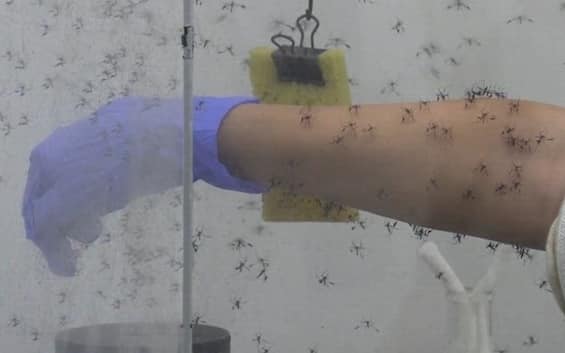 West Nile, quarta vittima nel Lazio: morta donna 93enne