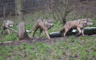 PRODUCTION - 24 January 2023, Baden-Wuerttemberg, Cleebronn: A wolf runs waiting for food through an enclosure in the zoo Wildparadies Tripsdrill. Photo: Bernd WeiÃ brod/dpa (Photo by Bernd WeiÃ brod/picture alliance via Getty Images)