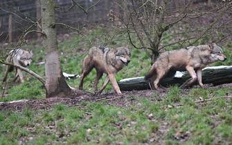 PRODUCTION - 24 January 2023, Baden-Wuerttemberg, Cleebronn: A wolf runs waiting for food through an enclosure in the zoo Wildparadies Tripsdrill. Photo: Bernd WeiÃ brod/dpa (Photo by Bernd WeiÃ brod/picture alliance via Getty Images)