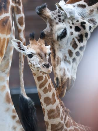 Cucciolo di giraffa