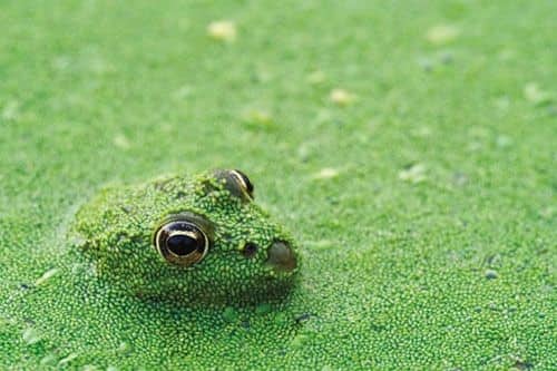 Green._Rana_mimetizzata_in_un_fiume._La_Brenne_Francia._©_Philippe_Clement_Nature_Picture_Library.jpeg