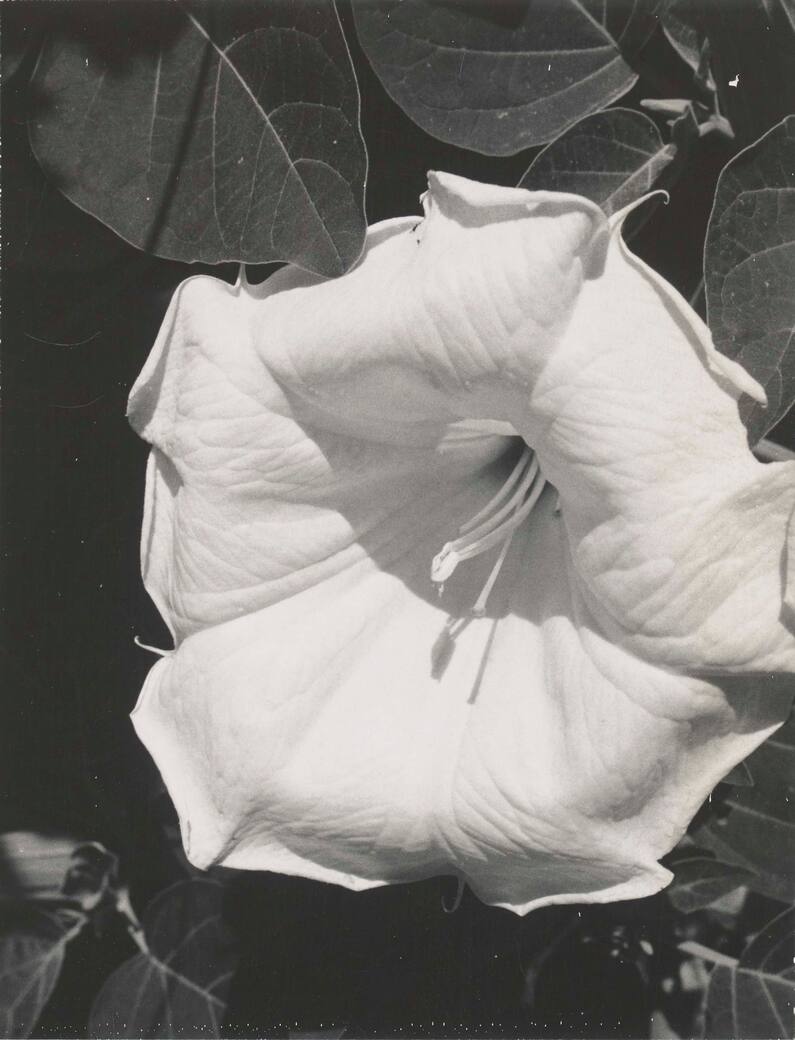 O_Keeffe-Jimsonweed_(EX_2021_GO_089).jpeg