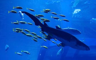 A shark is seen at Dubai Aquarium And Underwater Zoo at The Dubai Mall in Dubai, United Arab Emirates, on November 21, 2022 . (Photo by Beata Zawrzel/NurPhoto via Getty Images)