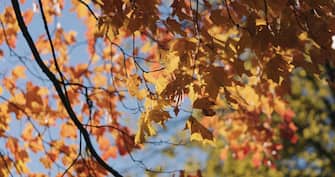 autumn maple leaves sways in wind, wide photo