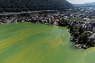 epa10815888 An image taken with a drone shows the water of Lake Lugano coloured in green and yellow due to a strong Cyanobacteria (Blue-Green Algae) proliferation, near Riva San Vitale, Switzerland, 23 August 2023. The proliferation of blue-green algeae is favoured by higher water temperatures. In cases of heavy proliferation, the bacteria can release substances that are potentially dangerous to humans and animals.  EPA/Elia Bianchi