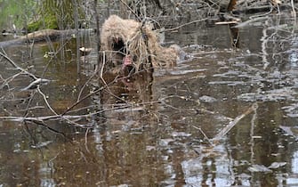 A serviceman belonging to the Ukrainian storm brigade "Bureviy", dressed in camouflage wade through water during a military exercises outside Kyiv on April 20, 2023. - A Ukrainian  brigade that vows to "destroy Russian troops" simulated a skirmish in the woods near Kyiv on Thursday, as the country pushes ahead with plans for a counteroffensive. (Photo by Sergei SUPINSKY / AFP) (Photo by SERGEI SUPINSKY/AFP via Getty Images)