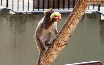 Bioparco, cibo fresco per gli animali contro il caldo