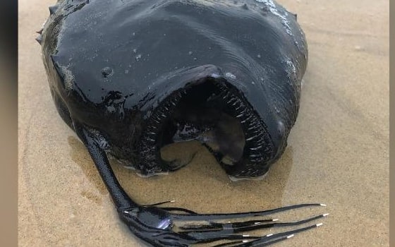 Gigantesco pesce mostruoso spiaggiato in California. VIDEO