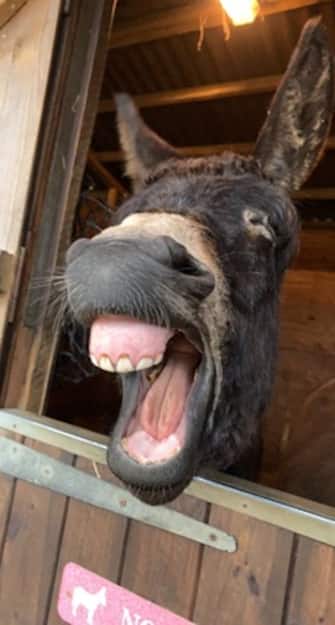 The Comedy Pet Photography Awards 2024
Charlotte Kitchen
Kent
United Kingdom
Title: Tired Donkey
Description: After sprinting around with Noah and completing some training, Benji was exhausted almost wanting an afternoon nap!
Animal: Donkey
Location of shot: Kent
