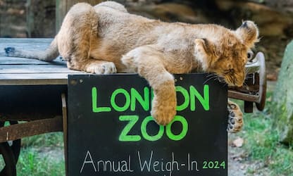 Londra, dal leone ai pinguini allo zoo si effettua la pesatura annuale