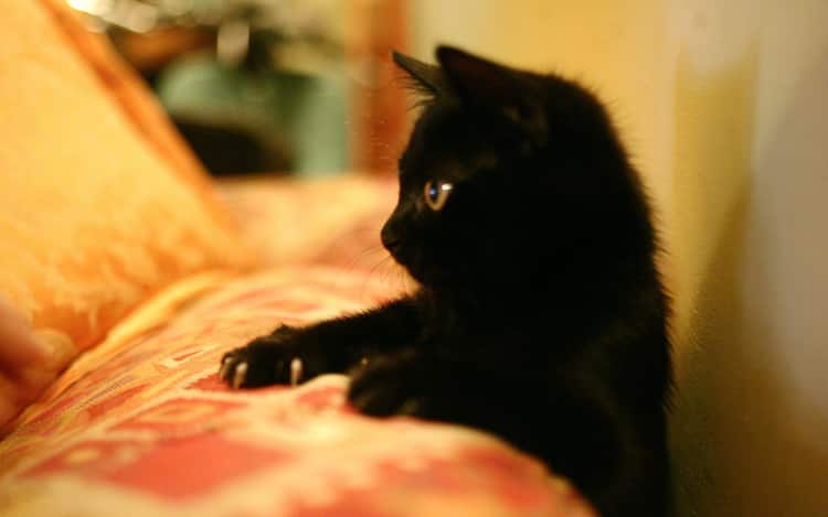 Oggi è la Giornata mondiale del gatto nero: sfortuna o superstizione? -  Giornale dei Navigli