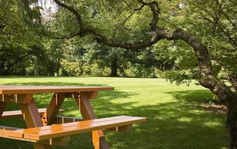 New empty pine wood picnic table on a green meadow in a public park