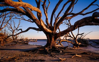 Driftwood Beach On Jekyll Island, GA