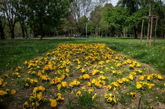 Aiuola fiorita fiori gialli al parco Solari - Semideserti i parchi cittadini il lunedi di pasquetta durante il lockdown istituito a causa dell