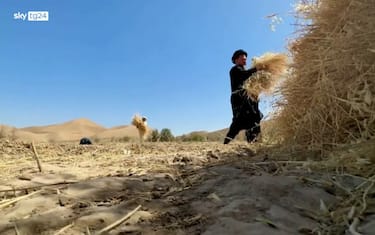 siccit_afghanista_agricoltura_screenshot