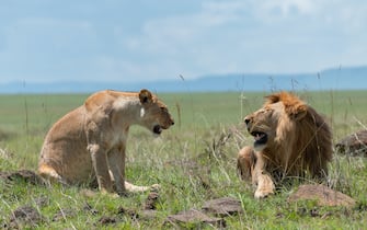 Leone e leonessa insieme