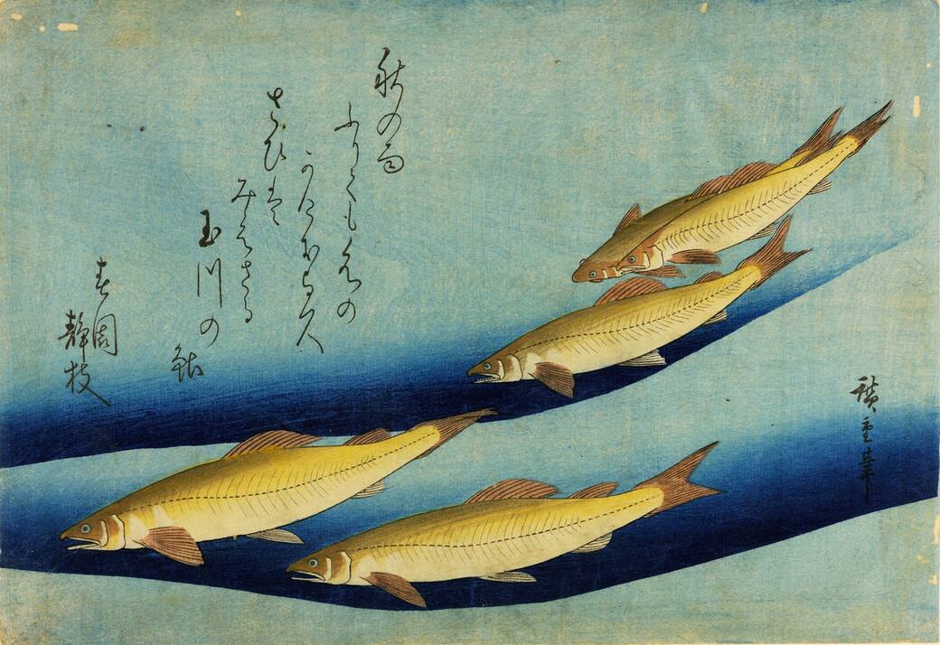 Utagawa Hiroshige, Pesci ayu, periodo Edo. Silografia policroma © Courtesy Museo d’Arte Orientale E. Chiossone di Genova, Comune di Genova