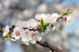 Spring. Branch of apricot blossoms, close-up