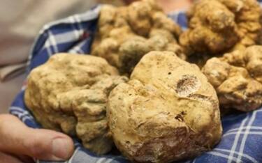 Fiera del Tartufo Bianco d’Alba – Piemonte