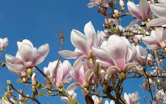 An established flowering Magnolia x soulangeanna tree in spring