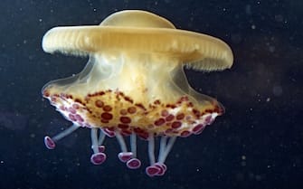 UNSPECIFIED - CIRCA 2002: Mediterranean jellyfish (Cotylorhiza tuberculata), Cepheidae. (Photo by DeAgostini/Getty Images)