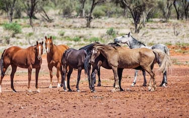 Australia, South West Queensland, stock horses in the outback at the Omicrom-Epsilon Track, Shire of Bulloo, north of Cameron Corner.