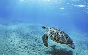 Vademecum WWF sul soccorso alle tartarughe marine. Roma, 30 giugno 2017. ANSA/WWF