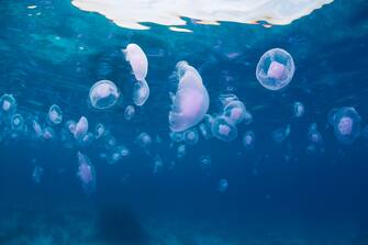 Underwater wide-angle photo of hundreds of jellyfish drifting just under the surface of the crystal clear waters of the Red Sea