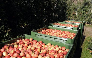 Frutta