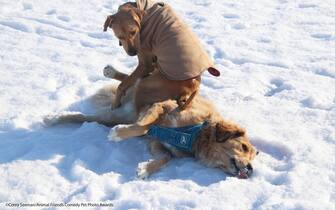 Le foto dei 40 finalisti all'Animal Friends Comedy Pet Photo Awards