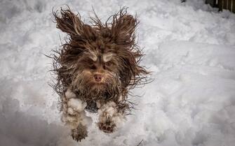 The Comedy Pet Photography Awards 2024
Tammo Zelle
Stahlhofen
Germany
Title: It's fu.... cold!
Description: Our dog had a lot of fun in the snow, but unfortunately ice crystals always stick to his paws.
Animal: Our Bolonka Zwetna lady "Eilean"
Location of shot: Stahlhofen am Wiesensee, Germany