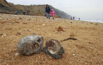 A nautilus fossil on the beach at Charmouth on Dorset's Jurassic Coast.  The half term school holiday and news of a recent significant find of the jaw bones of a pliosaur brought hunters out in their droves. The local coast is classified as a World Heritage Site and is famous for its abundance of fossils. It covers 95 miles of coastline in East Devon and Dorset, with rocks recording 185 million years of the Earth's history. World Heritage status was achieved because of the site's unique insight into the earth sciences as it clearly depicts a geological walk through time' spanning the Triassic, Jurassic and Cretaceous periods. Rain causes landslides allowing the cliff face to reveal the treasures beneath.   (Photo by Chris Ison/PA Images via Getty Images)