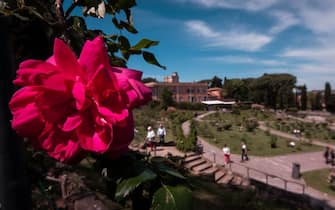 The municipal rose garden of Rome where numerous varieties of roses are grown, open every year from april.  on April 27, 2023 in Rome, Italy. (Photo by Andrea Ronchini/NurPhoto via Getty Images)
