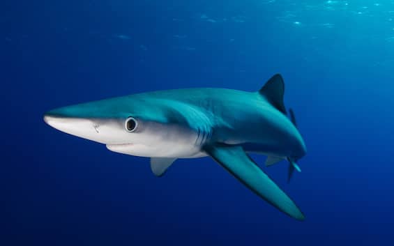 La Spezia, avvistato uno squalo verdesca a Marinella di Sarzana